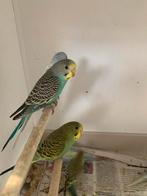 Grasparkieten, Dieren en Toebehoren, Tam