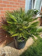 palmier Chamaerops humilis, Jardin & Terrasse, Plantes | Jardin, Enlèvement
