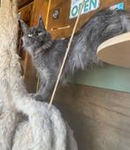 Maine coon, Dieren en Toebehoren, Poes, Gechipt, 0 tot 2 jaar