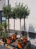Olijfboom Olea Europaea - Terrasolijfboom, Ophalen, Olijfboom