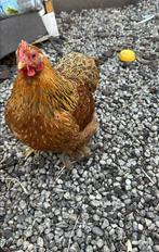 Cochin hennen, Dieren en Toebehoren