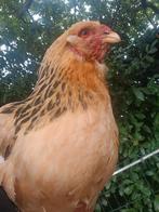 1 brahma hen 1.5 jaar oud, Dieren en Toebehoren