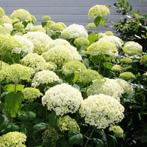 Hortensia Sneeuwbal Hydrangea arborescens 'Annabelle' 10, Tuin en Terras, Planten | Tuinplanten, Ophalen