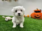 Nestjes Maltezer pups - kleine taille, Dieren en Toebehoren, België, Maltezer, CDV (hondenziekte), 8 tot 15 weken