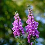 Digitalis, Vingerhoedskruid, Autres espèces, Enlèvement ou Envoi, Bisannuelle, Mi-ombre