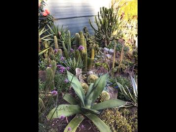 Cactussen + Yuccas + Agaven beschikbaar voor biedingen