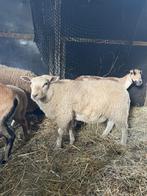Agneau texel français, Animaux & Accessoires, Moutons, Chèvres & Cochons