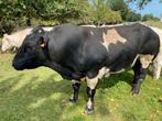 Springstier, Dieren en Toebehoren, Runderen, Mannelijk, 3 tot 6 jaar