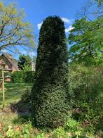 Taxus, Jardin & Terrasse, Plantes | Arbres, Enlèvement, 100 à 250 cm