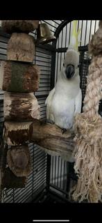 cacatoès à huppe jaune, Dieren en Toebehoren, Vogels | Parkieten en Papegaaien, Mannelijk, Papegaai, Tam