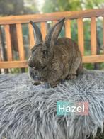 TER ADOPTIE voedster, Dieren en Toebehoren, Vrouwelijk, Groot, 0 tot 2 jaar