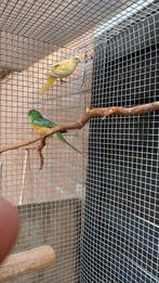 Koppel roodruggen, Dieren en Toebehoren, Vogels | Parkieten en Papegaaien, Geringd