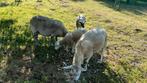 2 ooien met elk een ooilam te koop, Dieren en Toebehoren, Schapen, Geiten en Varkens