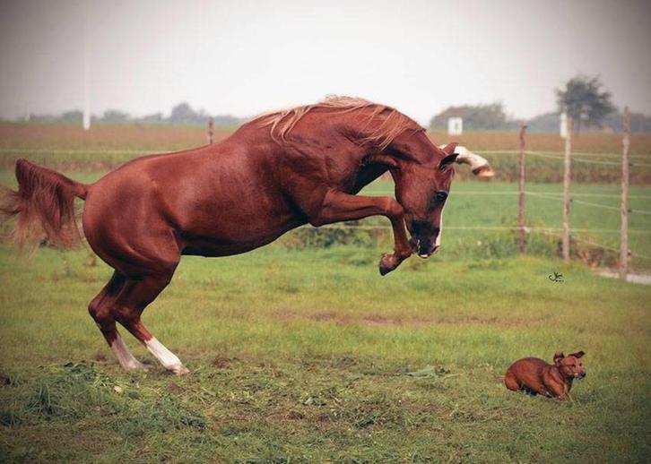 ARABISCHE VOLBLOED RUIN, Dieren en Toebehoren, Paarden, Ruin, Minder dan 160 cm, 11 jaar of ouder, Met stamboom, Gechipt