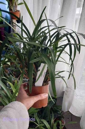 Orchidee Maxillaria variabilis beschikbaar voor biedingen