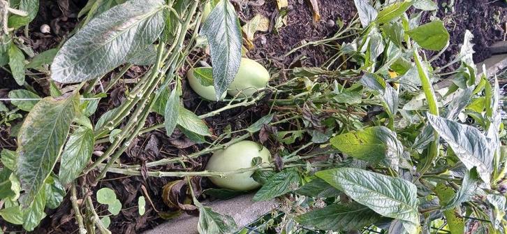 pepino meloenpeer, Tuin en Terras, Planten | Fruitbomen, Overige soorten, Minder dan 100 cm, Volle zon, Lente, Ophalen