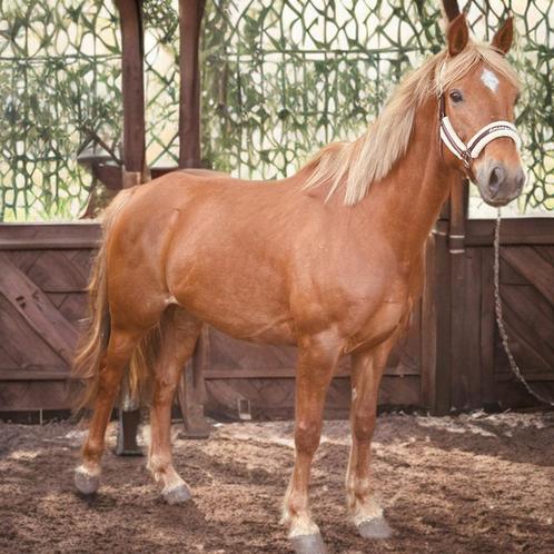 Knappe merrie van 5 jaar en 1,60 ong, Dieren en Toebehoren, Pony's, Merrie