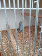 Split blackface 2 jong 1 moeder, Dieren en Toebehoren