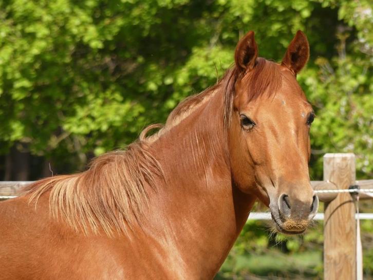 Ruiter gezocht, Animaux & Accessoires, Chevaux, Plusieurs animaux, Débourré, Moins de 160 cm, 3 à 6 ans, Cheval western, Avec pedigree