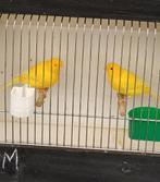 Vogels Kanaries, Dieren en Toebehoren, Vogels | Kanaries, Kleurkanarie