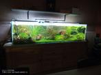 aquarium 2meter 50x50cm, Dieren en Toebehoren, Vissen | Aquaria en Toebehoren, Zo goed als nieuw, Ophalen, Gevuld zoetwateraquarium