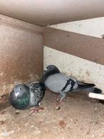 Couple de pigeons voyageurs, Enlèvement ou Envoi