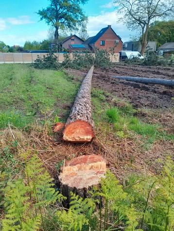 gratis opruimen stormschade/vellen van bomen regio kempen !