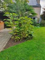 Catalpa bignonioides 'Aurea' -6 stuks- 1.65 m - per stuk 5€, Tuin en Terras, Ophalen