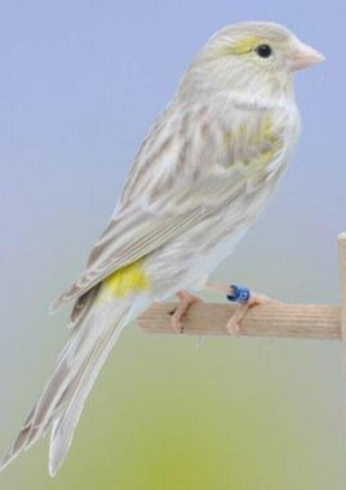 Kanaries opaal, Dieren en Toebehoren, Vogels | Kanaries, Kleurkanarie, Meerdere dieren