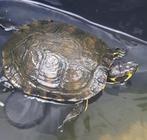 Tortue schildpad, Ophalen