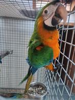 Hybride Ara Catalina, Dieren en Toebehoren, Vogels | Parkieten en Papegaaien, Vrouwelijk, Papegaai, Geringd