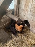 Gele van Haspengouw, Ras kippen, Dieren en Toebehoren, Pluimvee