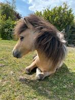 Lieve mini Obi zoekt een warme plek, Dieren en Toebehoren