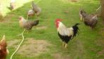 Trio Poules Leghorn Argentées, Plusieurs animaux, Poule ou poulet