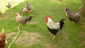 Trio Poules Leghorn Argentées  disponible aux enchères