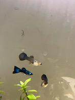 Blue moskou guppen, Dieren en Toebehoren, Vissen | Aquariumvissen