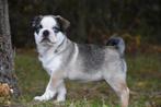 Prachtig Mops reutje, Dieren en Toebehoren, Honden | Bulldogs, Pinschers en Molossers, België, Overige rassen, CDV (hondenziekte)