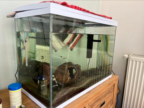 Aquarium met vissen, Dieren en Toebehoren, Vissen | Aquaria en Toebehoren, Gebruikt, Gevuld zoetwateraquarium, Ophalen