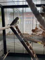 Parkiet te koop, Dieren en Toebehoren, Vogels | Parkieten en Papegaaien, Parkiet