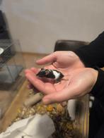 Gevlekte kleurmuizen te reserveren, Dieren en Toebehoren, Muis, Geslacht onbekend, Januari, Tam