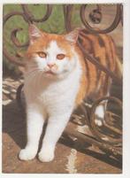 ROODGELIJNDE  HUISKAT, Verzamelen, Postkaarten | Dieren, Verzenden, Ongelopen, Hond of Kat