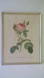vintage litho P.J. Redouté, Antiek en Kunst, Ophalen of Verzenden