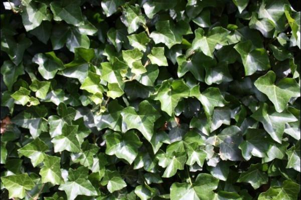 Lierre couvre-sol et pour clôture, Jardin & Terrasse, Plantes | Arbustes & Haies, Haie, Enlèvement