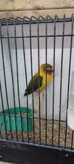 Gevonden, Animaux & Accessoires, Animaux perdus et trouvés, Oiseau