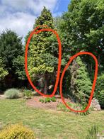 Brandhout, Tuin en Terras, Brandhout, Ophalen, Takken