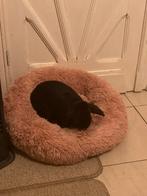 Zwart hangoor, Animaux & Accessoires, Femelle, Nain, Oreilles tombantes, 3 à 5 ans