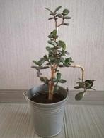 Vetplant (Crassula ovata 'Minor'), Ophalen, Vetplant, Minder dan 100 cm, Volle zon