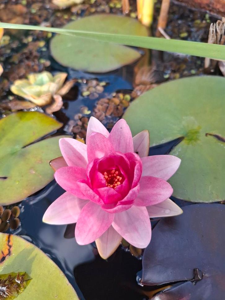 Mini vijvertje in een half wijn of whiskey vat!  Rustiek, Tuin en Terras, Vijvers, Zo goed als nieuw, Ophalen