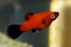 Jonge rode platy vissen, Dieren en Toebehoren, Vissen | Aquariumvissen, Vis, Zoetwatervis, Schoolvis
