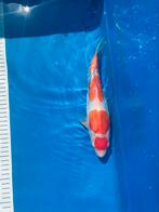 Koï tosai maruten doitsu kohaku mâle 28cm